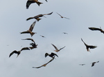 FZ022907 Red kites (Milvus milvus).jpg